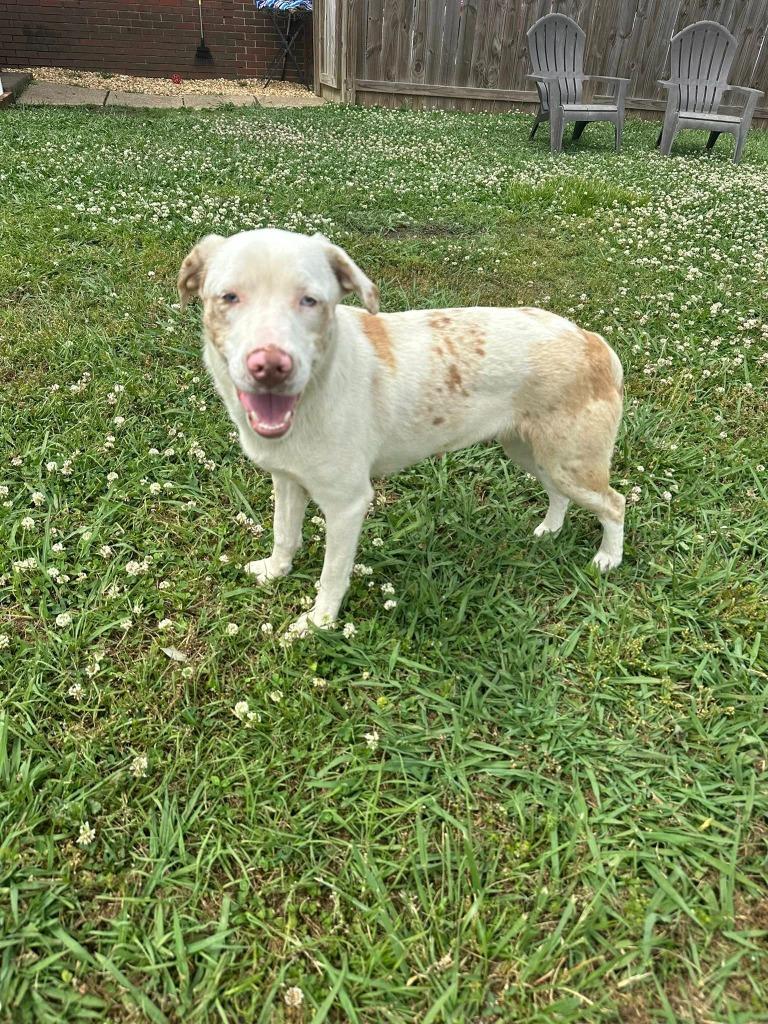 Enlarge Honey Bun, a Adoptable mixed breed in Fond Du Lac, WI image 3/6