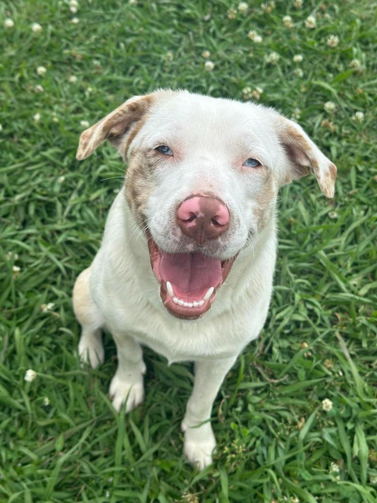 Enlarge Honey Bun, a Adoptable mixed breed in Fond Du Lac, WI image 4/6
