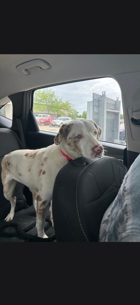 Enlarge Honey Bun, a Adoptable mixed breed in Fond Du Lac, WI image 5/6