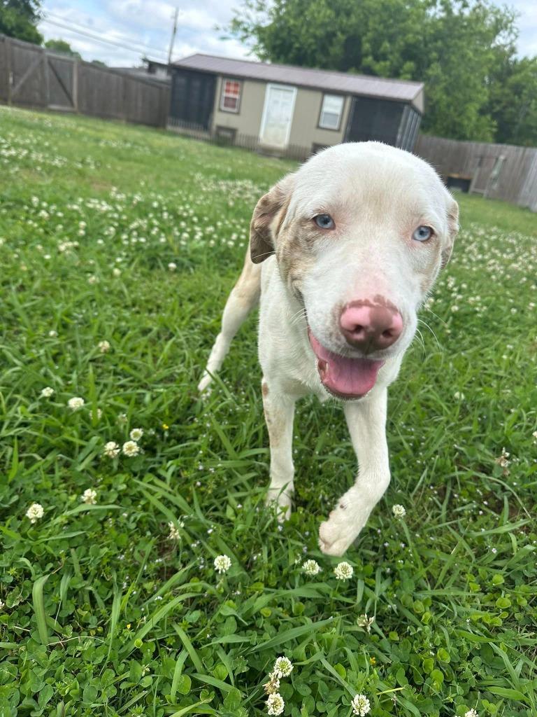 Enlarge Honey Bun, a Adoptable mixed breed in Fond Du Lac, WI image 6/6