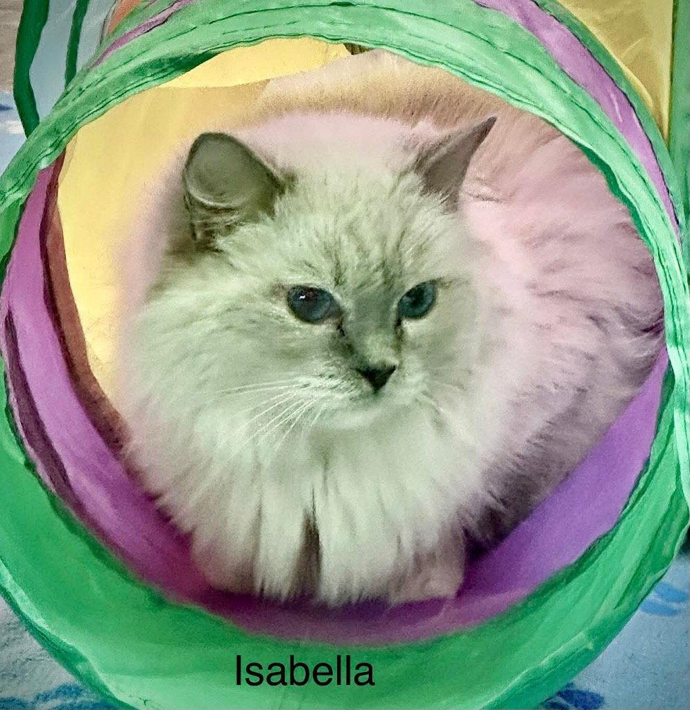 Isabella, Adoptable, Adult Female Ragdoll.