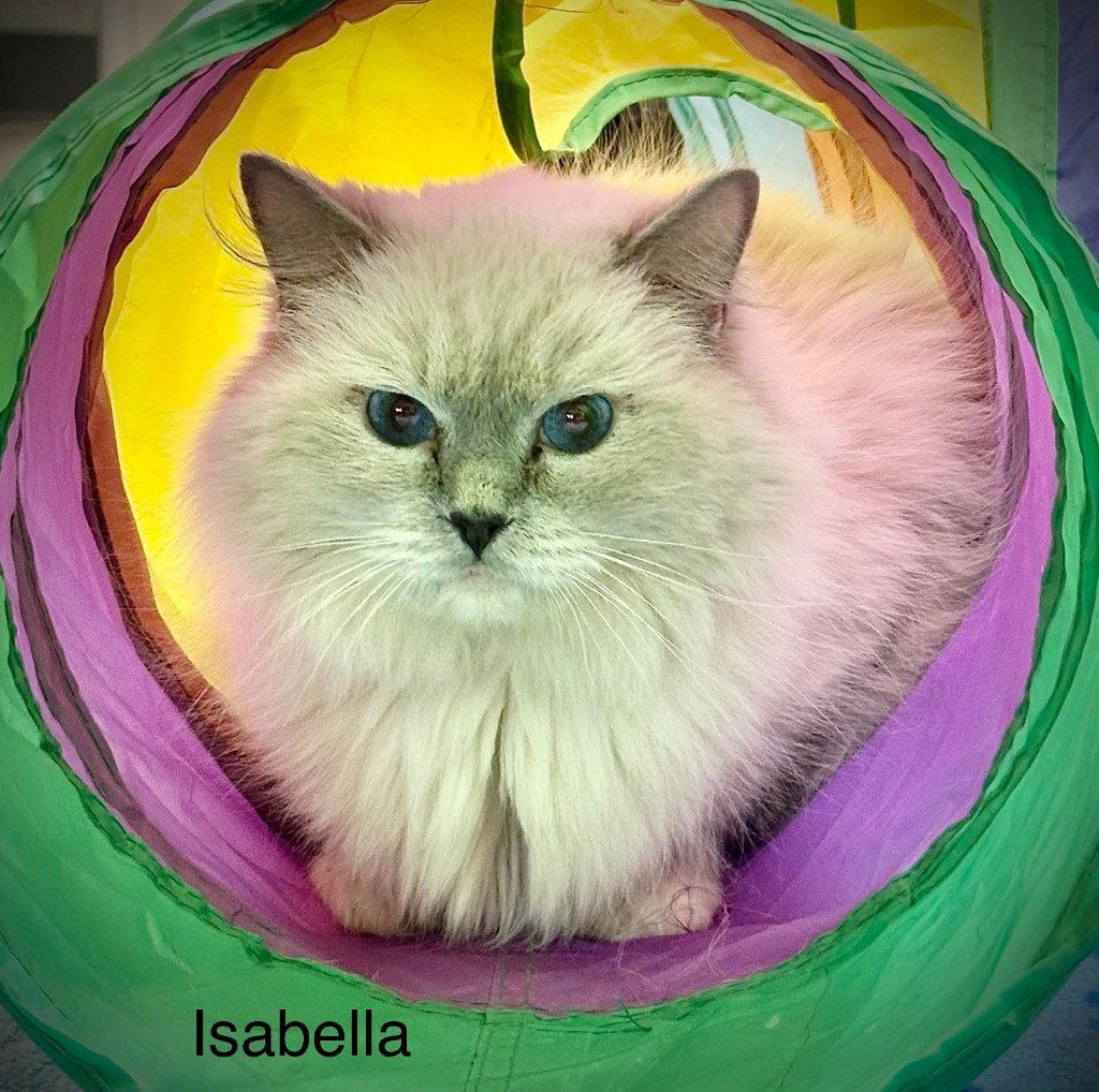 Enlarge Isabella, a Adoptable Ragdoll in Saint George, UT image 2/3