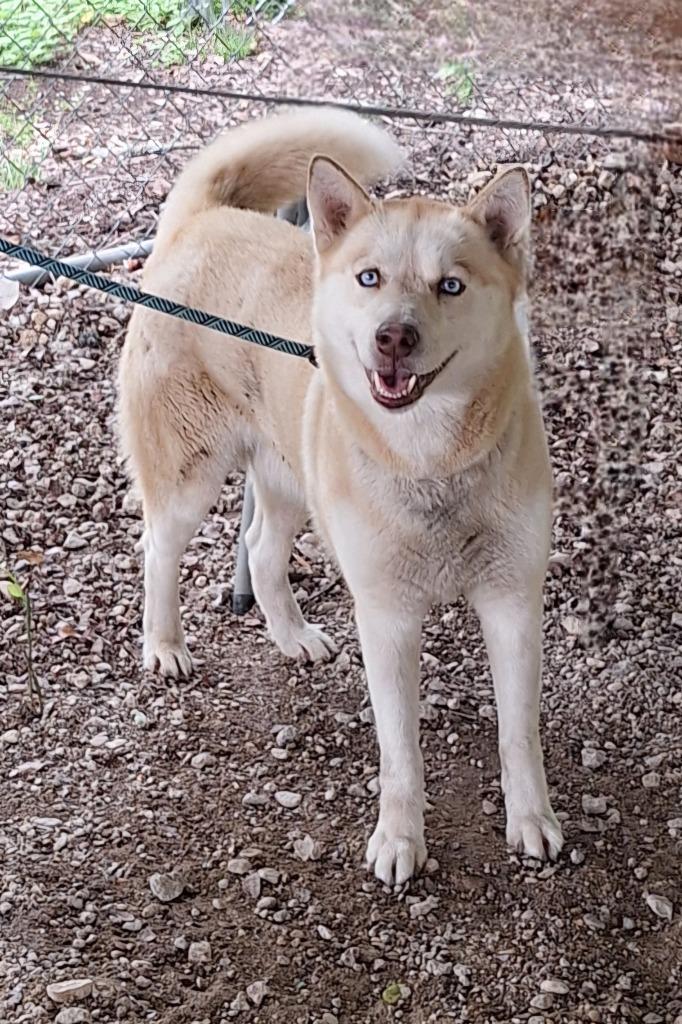 Enlarge Loba, a Adoptable mixed breed in Lockhart, TX image 1/2