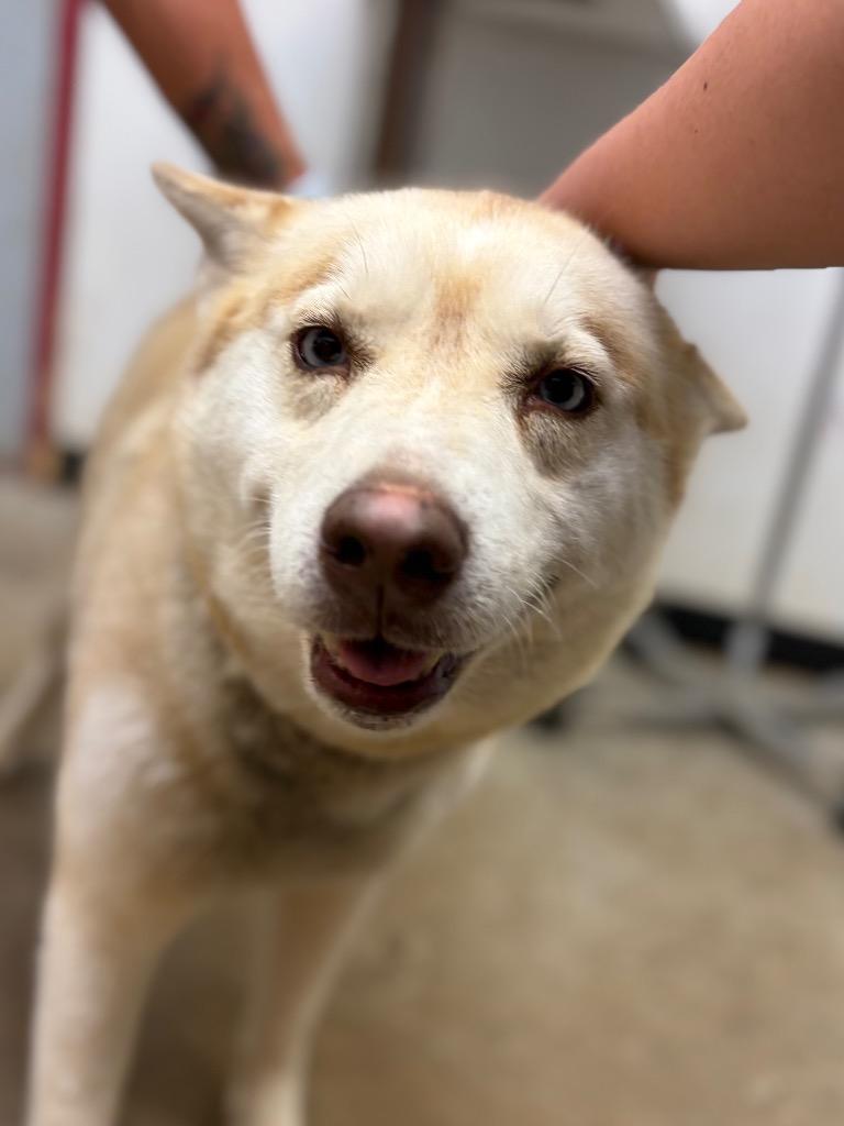 Enlarge Loba, a Adoptable mixed breed in Lockhart, TX image 2/2