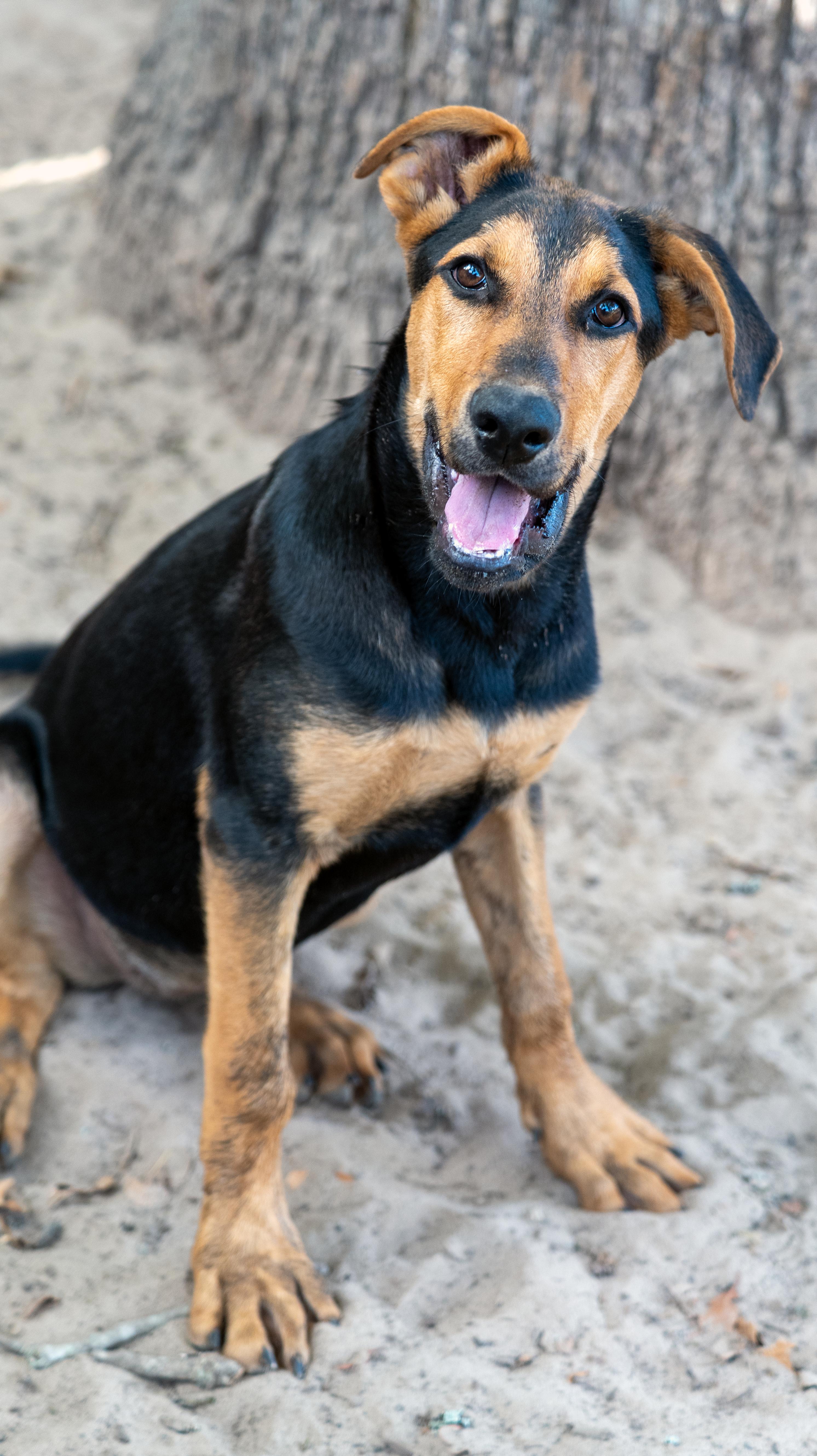 Enlarge Clara, a Adopted Mixed Breed in Johnston, RI image 4/6