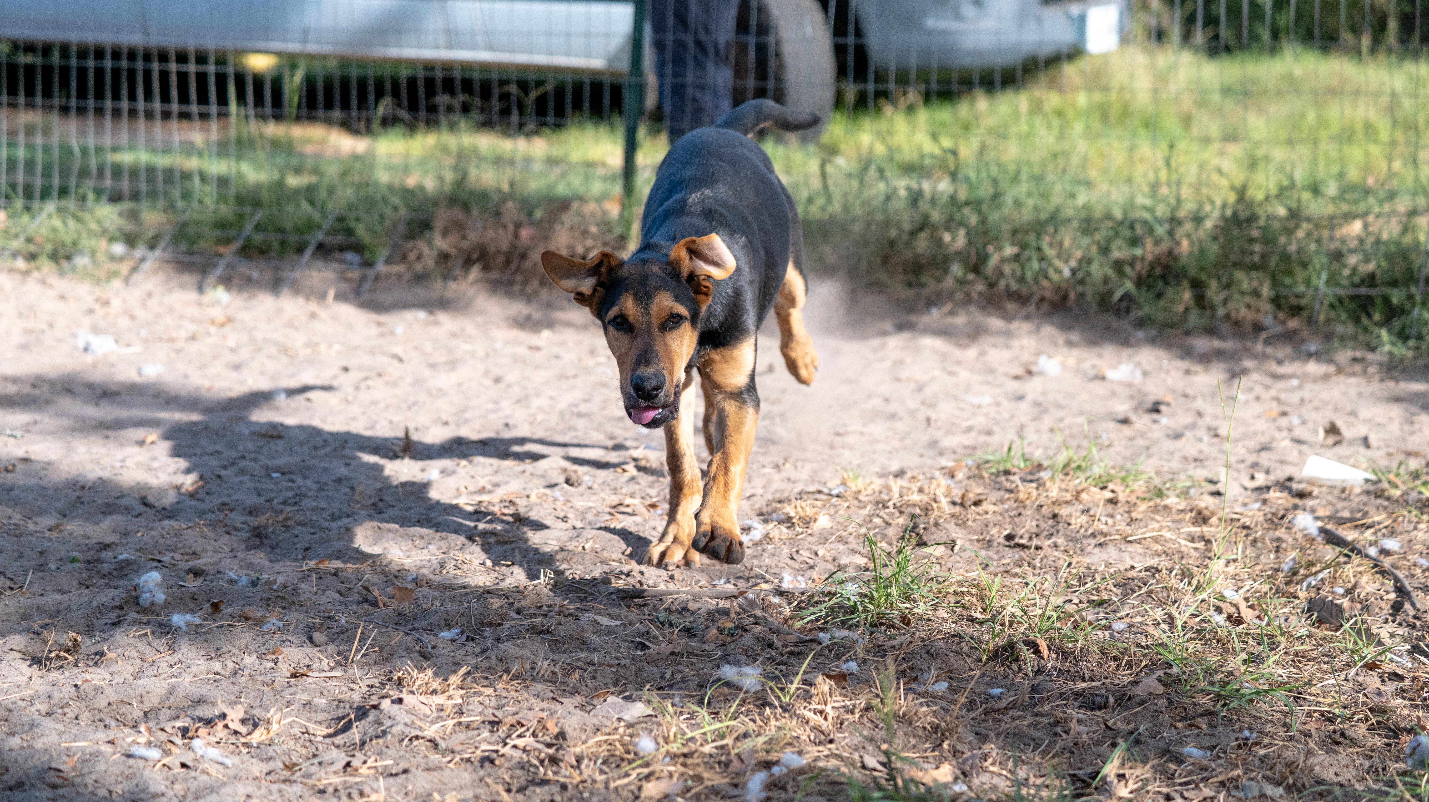 Enlarge Clara, a Adopted Mixed Breed in Johnston, RI image 5/6
