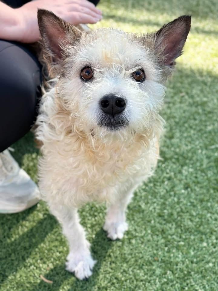 Mister Man, Adoptable, Adult Male Terrier.