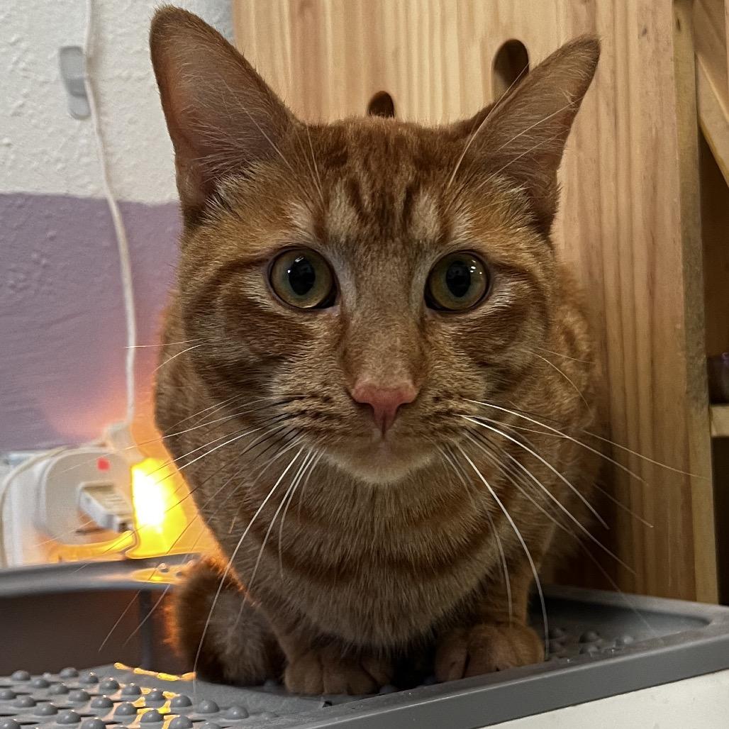 RayRay, Adoptable, Adult Male Domestic Short Hair.