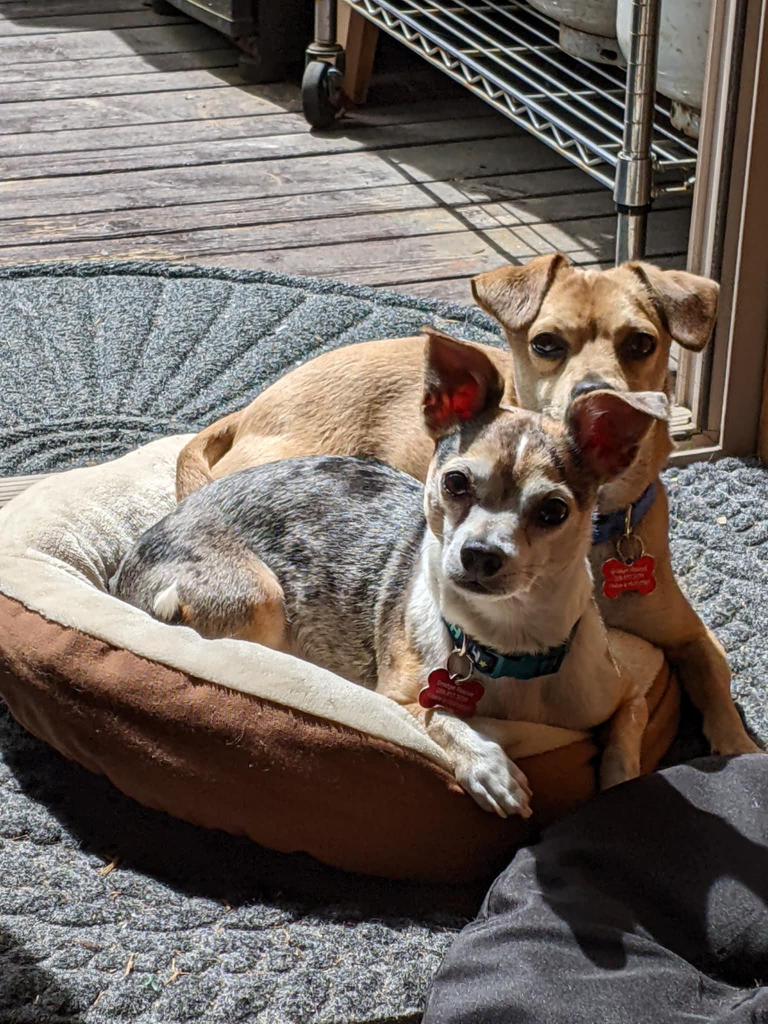 Enlarge Buutz, a ADOPTABLE Chihuahua in Covington, WA image 2/6
