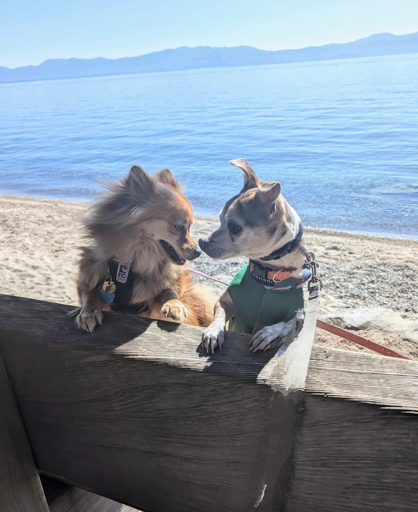 Enlarge Buutz, a ADOPTABLE Chihuahua in Covington, WA image 6/6