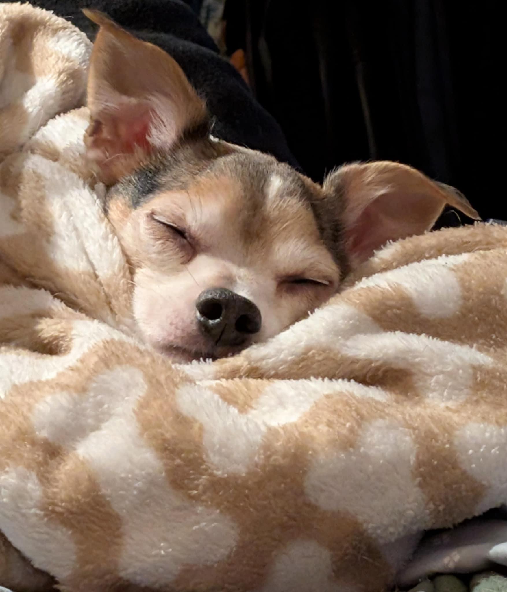 Enlarge Buutz, a ADOPTABLE Chihuahua in Covington, WA image 5/6