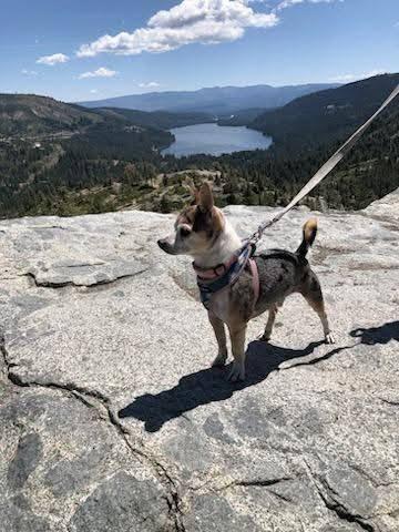 Enlarge Buutz, a ADOPTABLE Chihuahua in Covington, WA image 4/6
