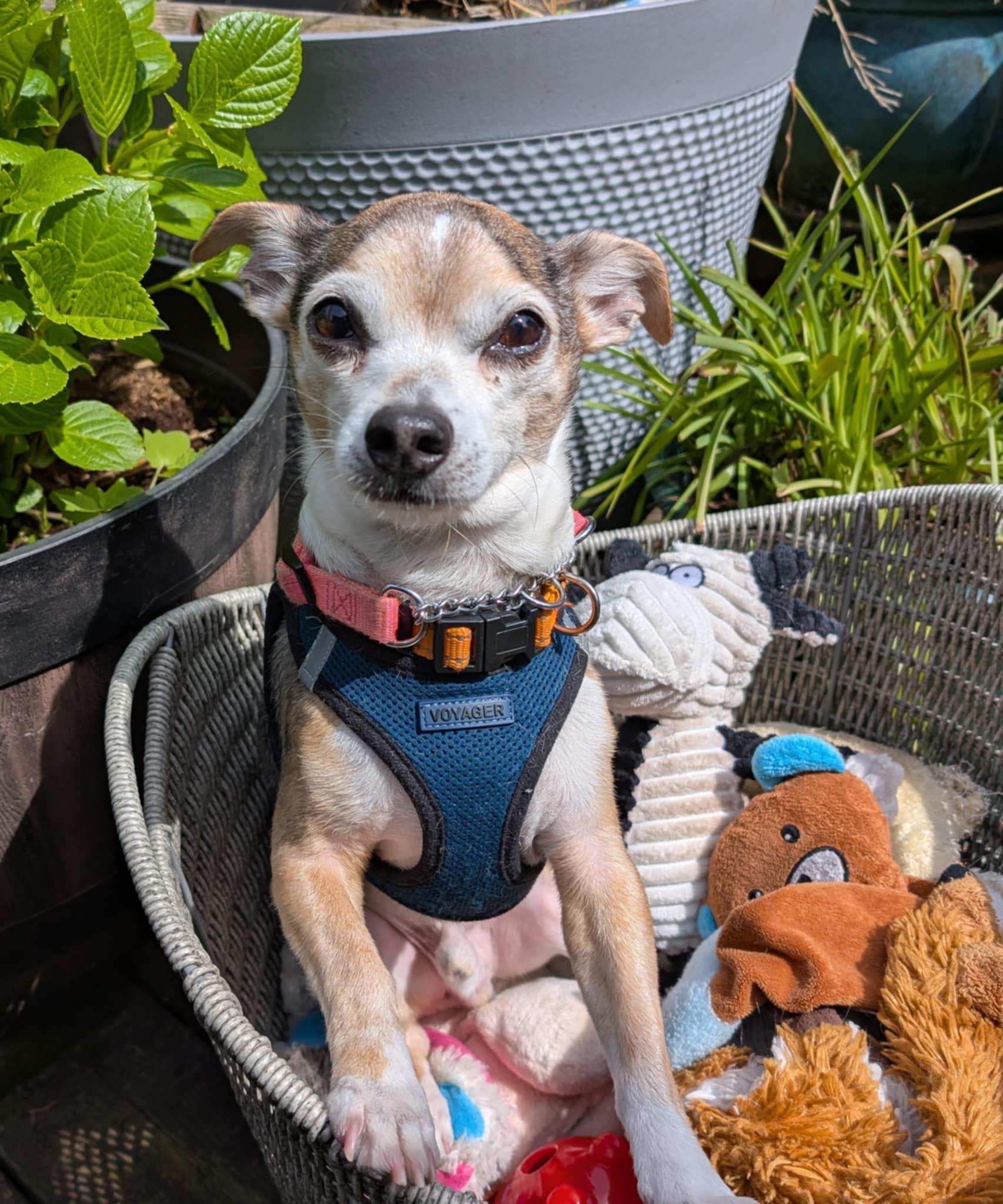 Enlarge Buutz, a ADOPTABLE Chihuahua in Covington, WA image 1/6