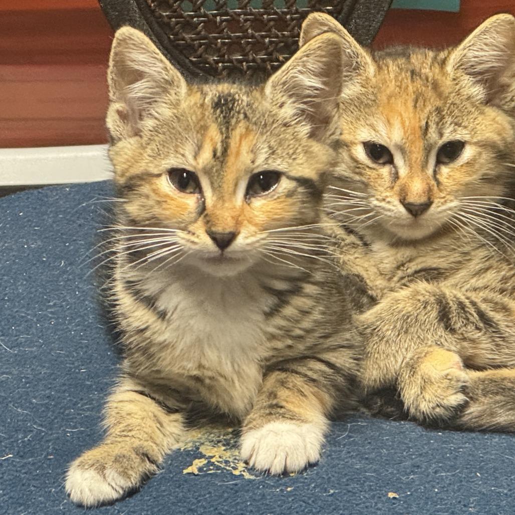26-183 Rosalind, Adoptable, Kitten Female Domestic Short Hair.
