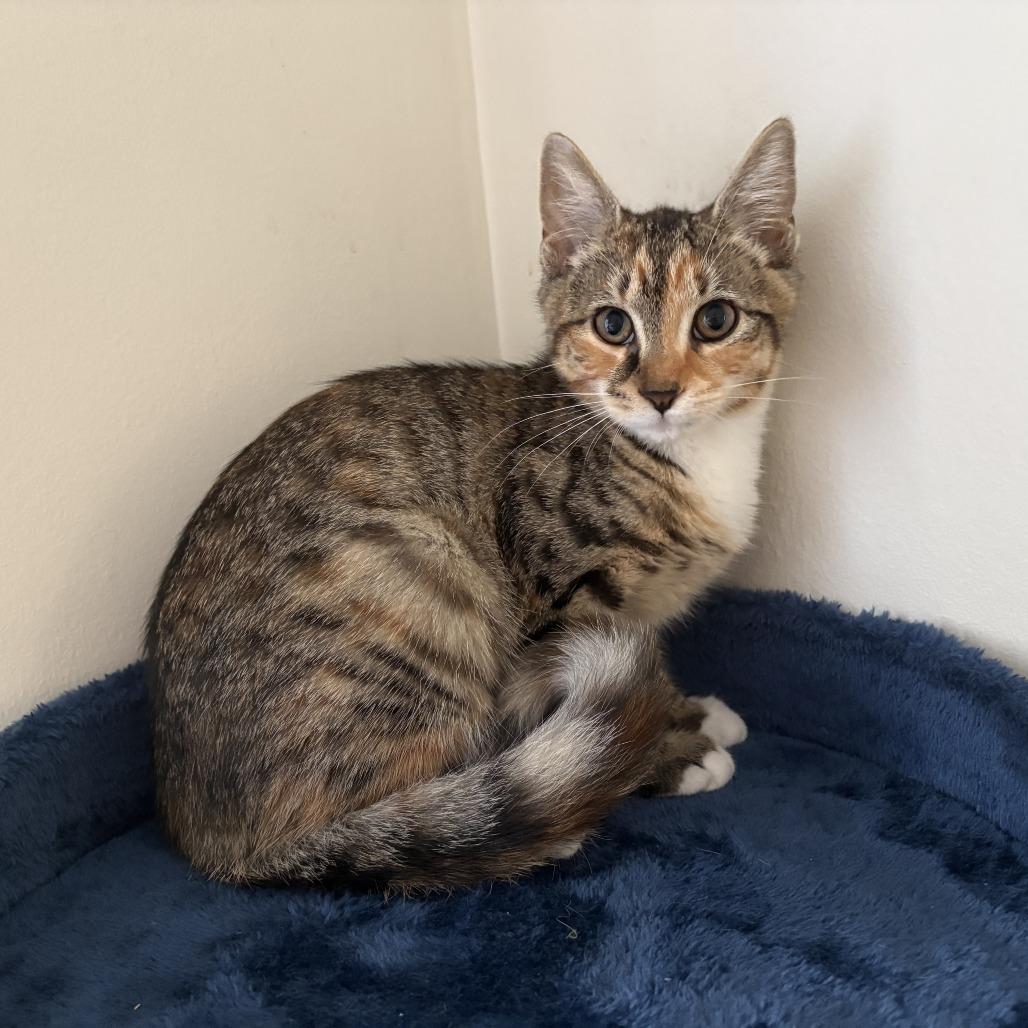 26-183 Rosalind, a Adoptable Domestic Short Hair in North Branford, CT image 2/4