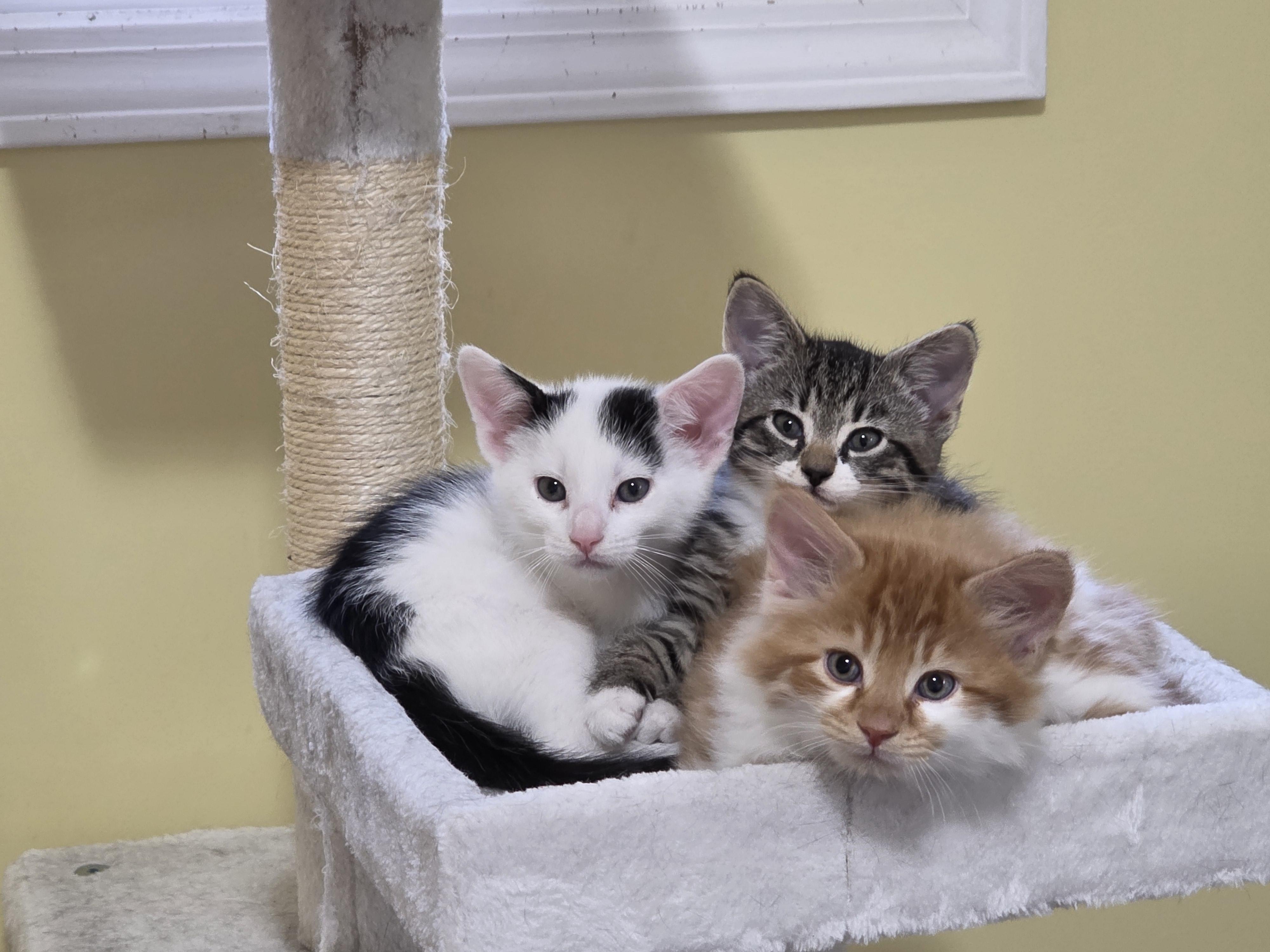 Enlarge Olives (CT manchester), a Adoptable Domestic Short Hair in Manchester, CT image 5/6