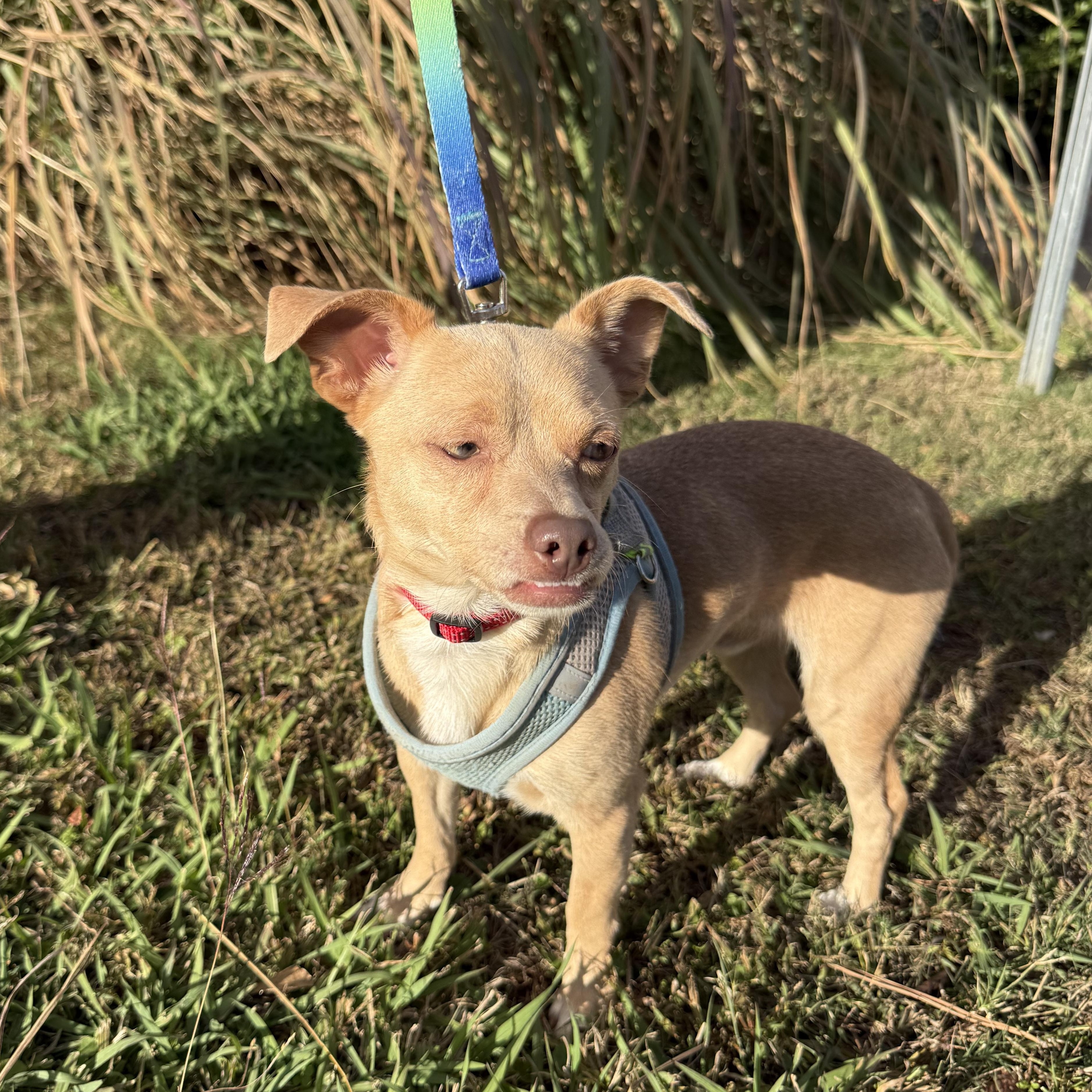 Enlarge Phoenix Del Fuego, a Adoptable Chihuahua in Mendham , NJ image 1/4