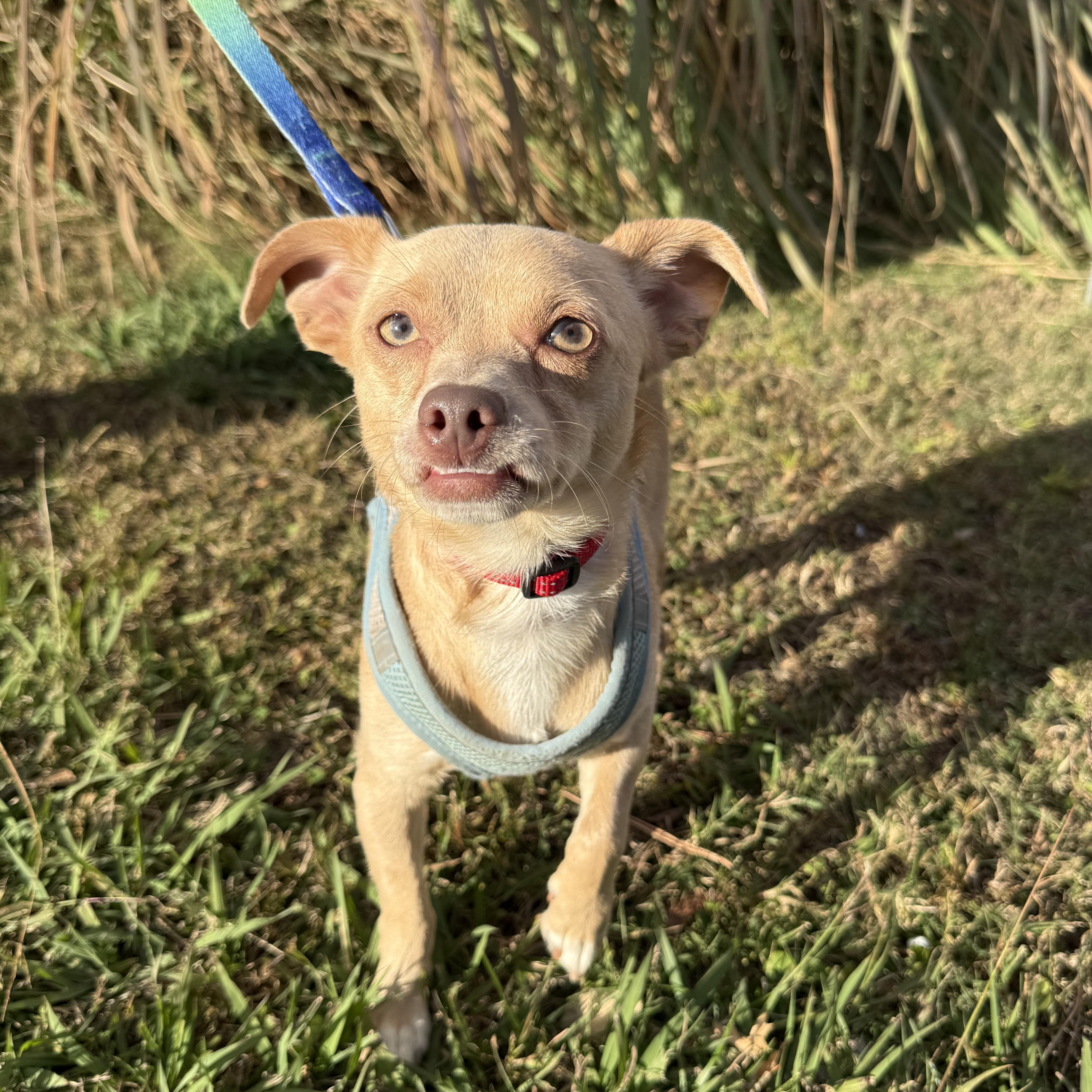 Enlarge Phoenix Del Fuego, a Adoptable Chihuahua in Mendham , NJ image 2/4