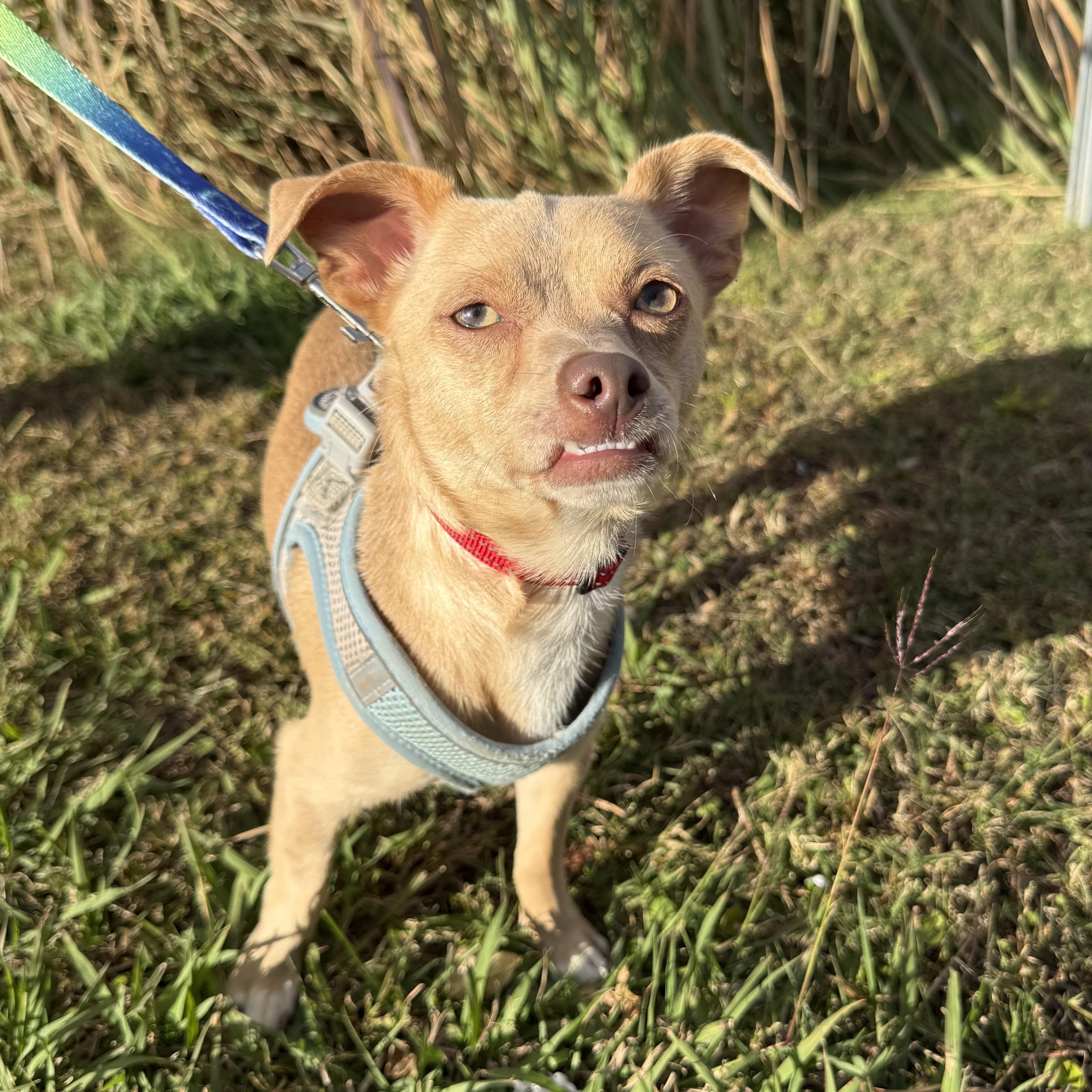 Enlarge Phoenix Del Fuego, a Adoptable Chihuahua in Mendham , NJ image 3/4