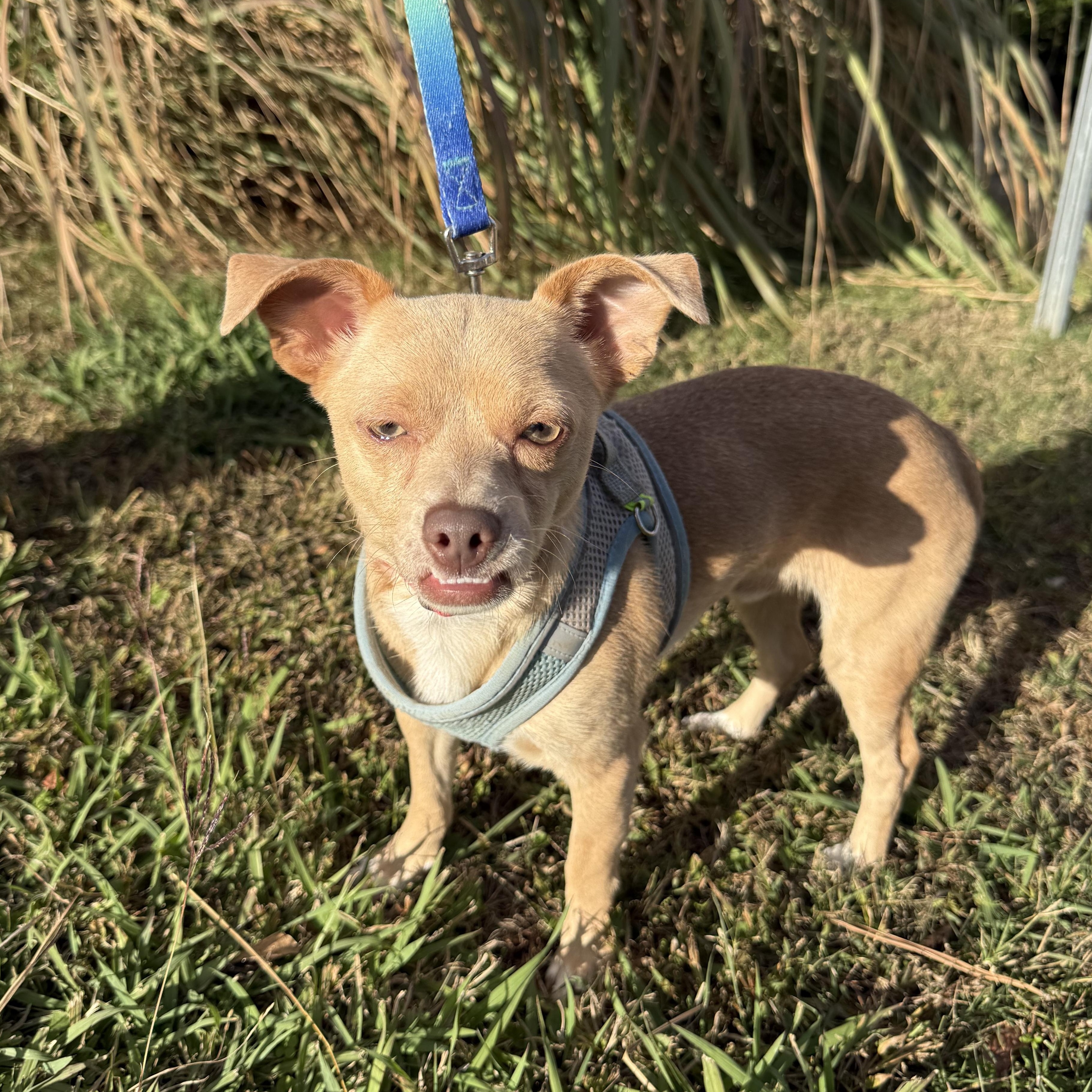 Enlarge Phoenix Del Fuego, a Adoptable Chihuahua in Mendham , NJ image 4/4