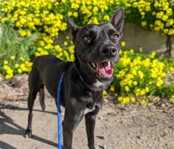 BESTIE, Adoptable, Young Female Terrier.