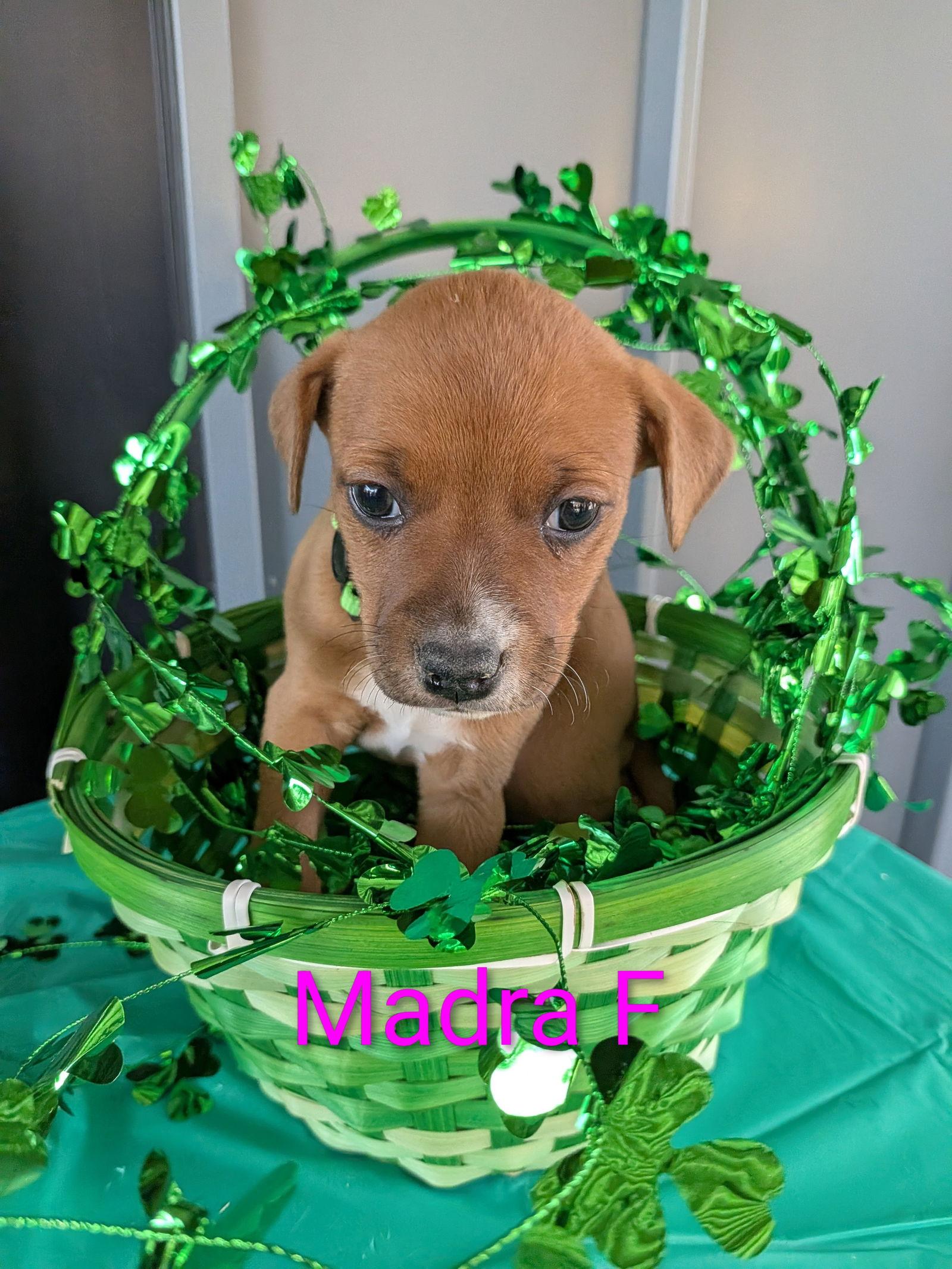 Enlarge Madra, a Adoptable mixed breed in Charlotte, NC image 1/1