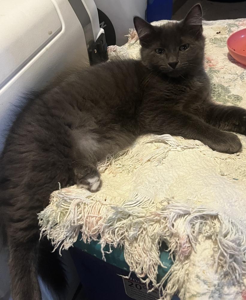 Fava, Adoptable, Kitten Male Domestic Medium Hair.
