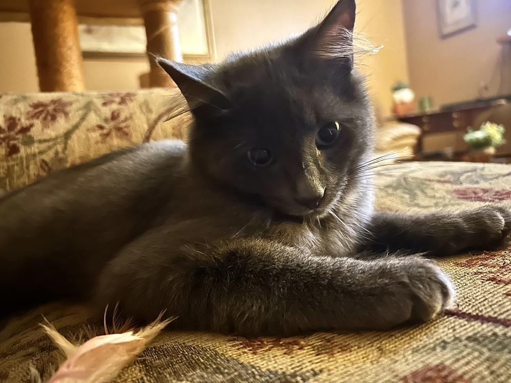 Enlarge Fava, a Adoptable Domestic Medium Hair in Duxbury, MA image 2/2