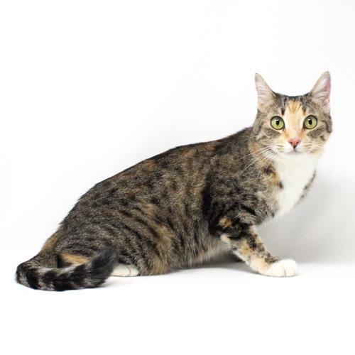Princess Fiona, Adoptable, Kitten Female Domestic Short Hair.