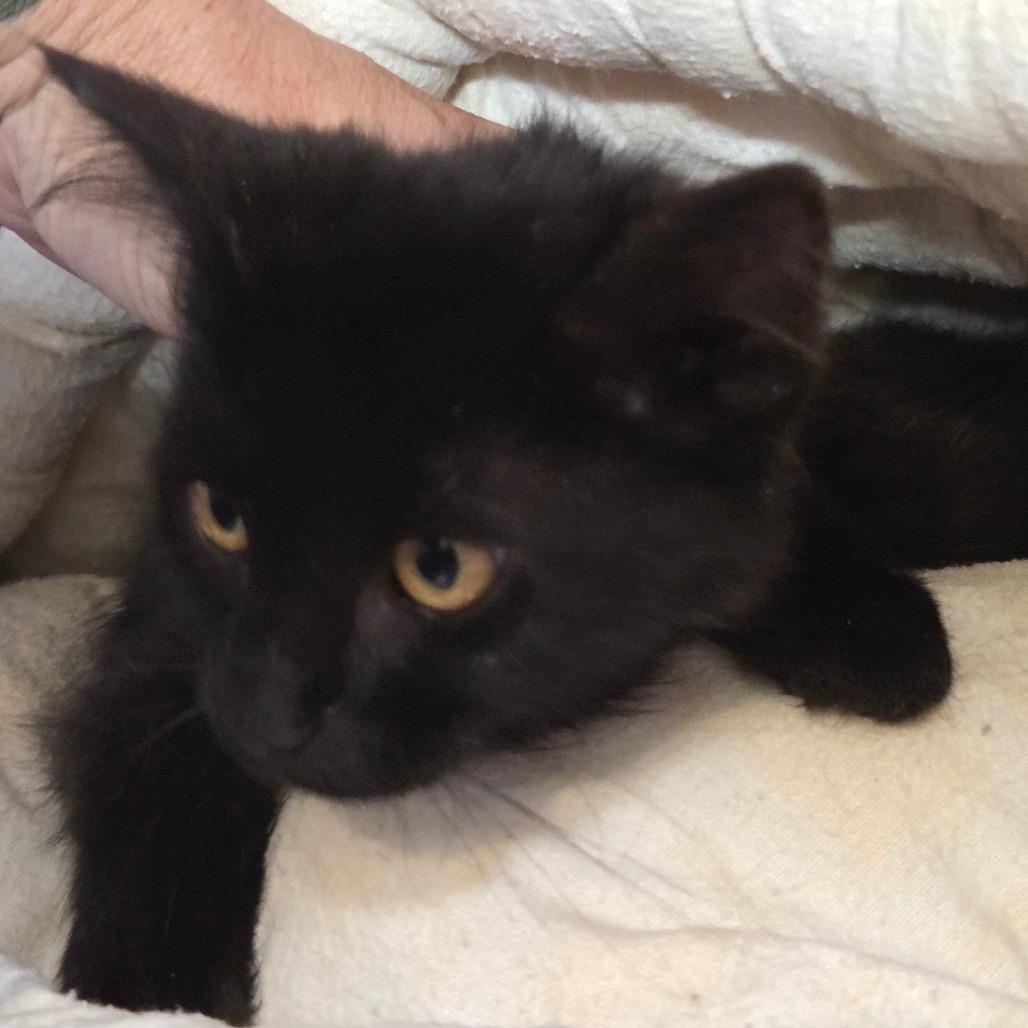 Enlarge Periwinkle, a Adoptable Domestic Long Hair in Priest River, ID image 1/1