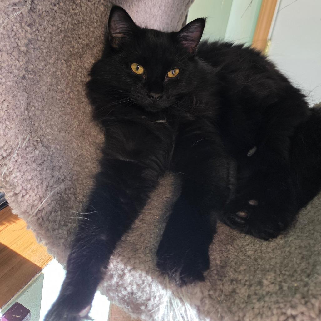 Periwinkle, a Adoptable Domestic Long Hair in Priest River, ID image 2/2