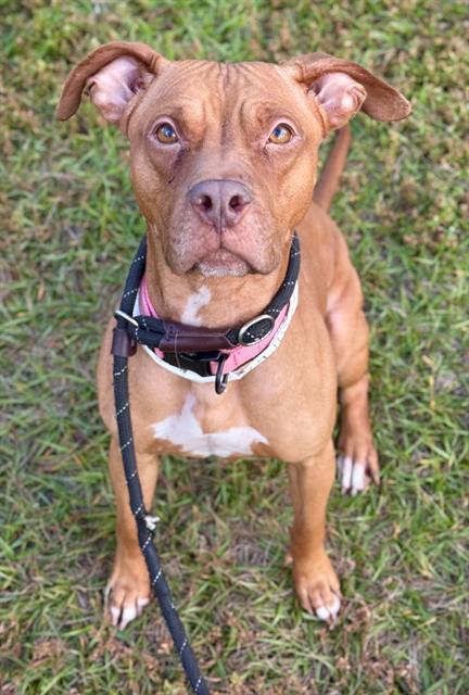 Enlarge RUBY, a Adoptable American Staffordshire Terrier in Fort Lauderdale, FL image 1/1