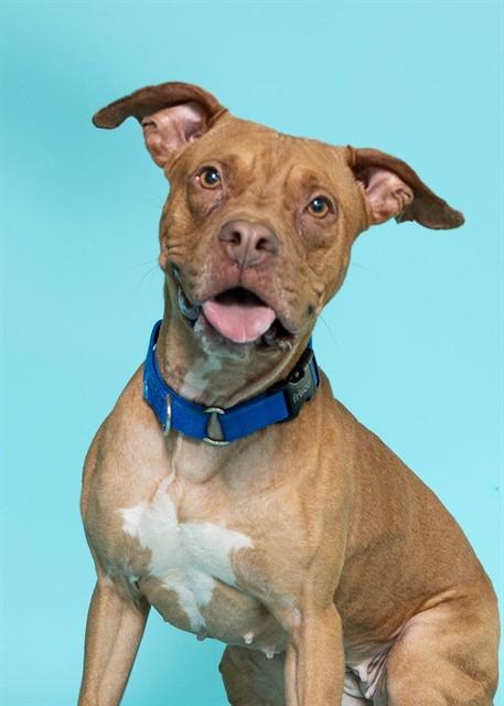 RUBY, Adoptable, Adult Female American Staffordshire Terrier.