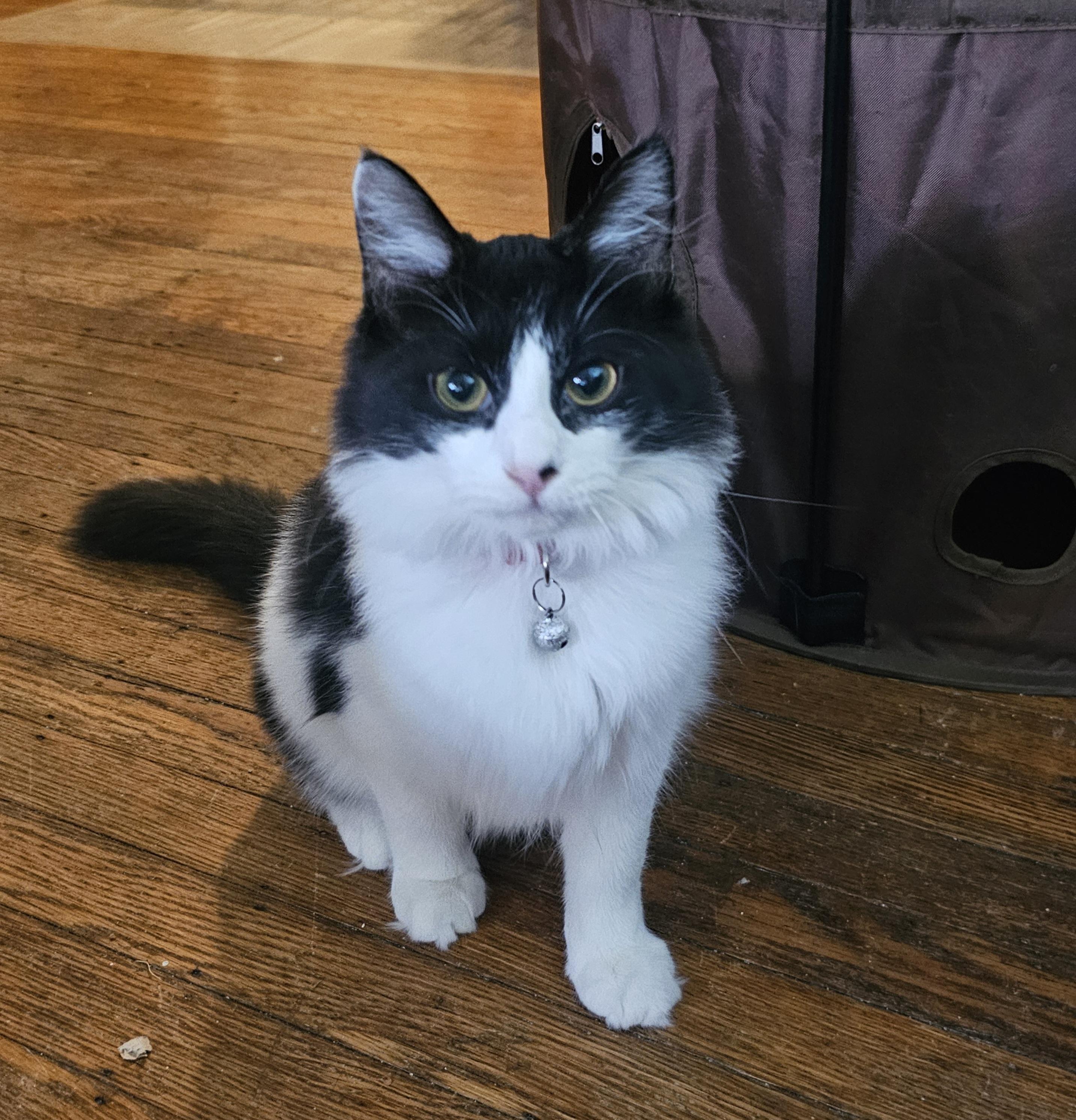 Sierra, a Adoptable Domestic Long Hair in Pittsburgh, PA image 3/6