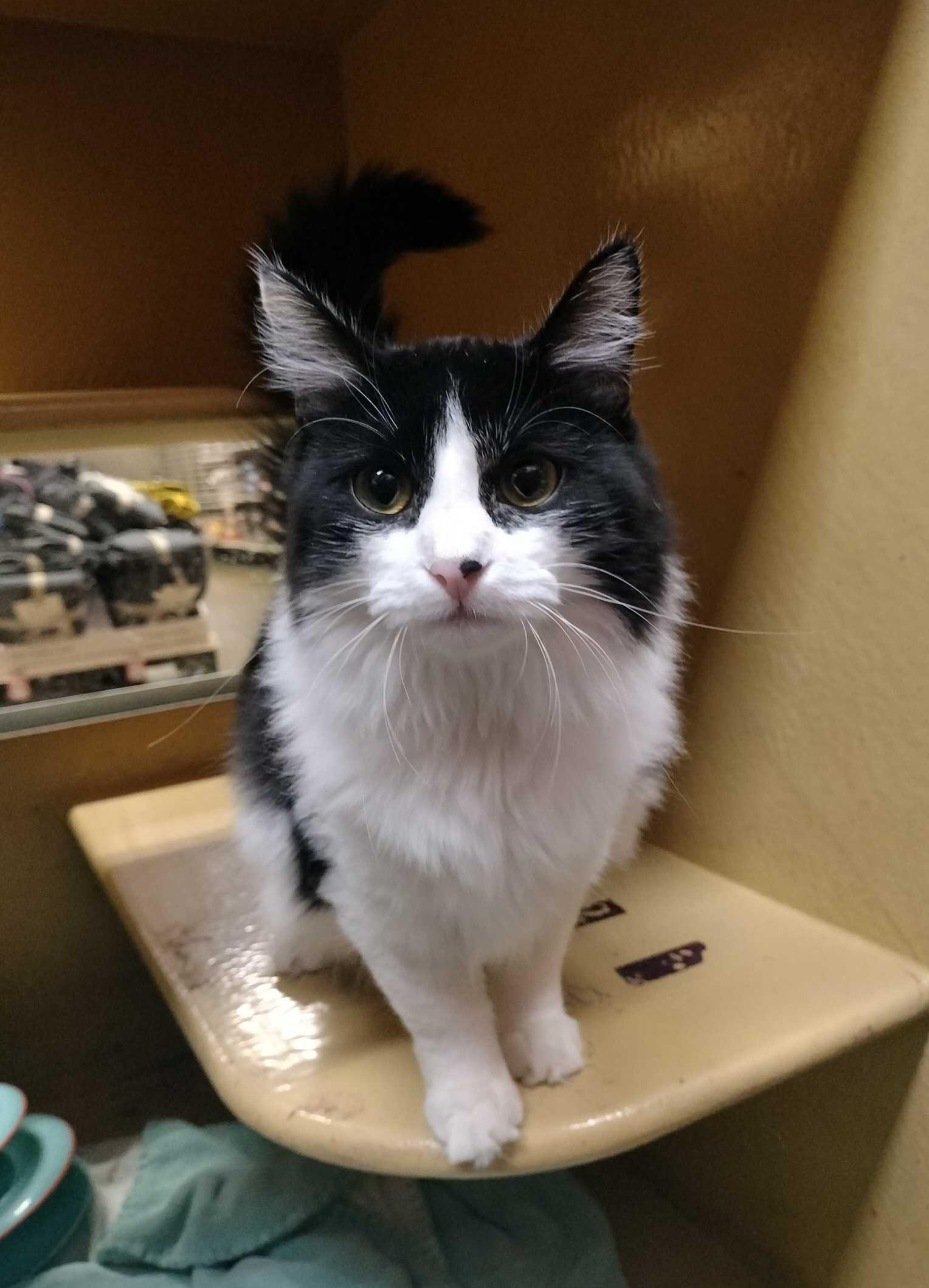 Sierra, a Adoptable Domestic Long Hair in Pittsburgh, PA image 4/6