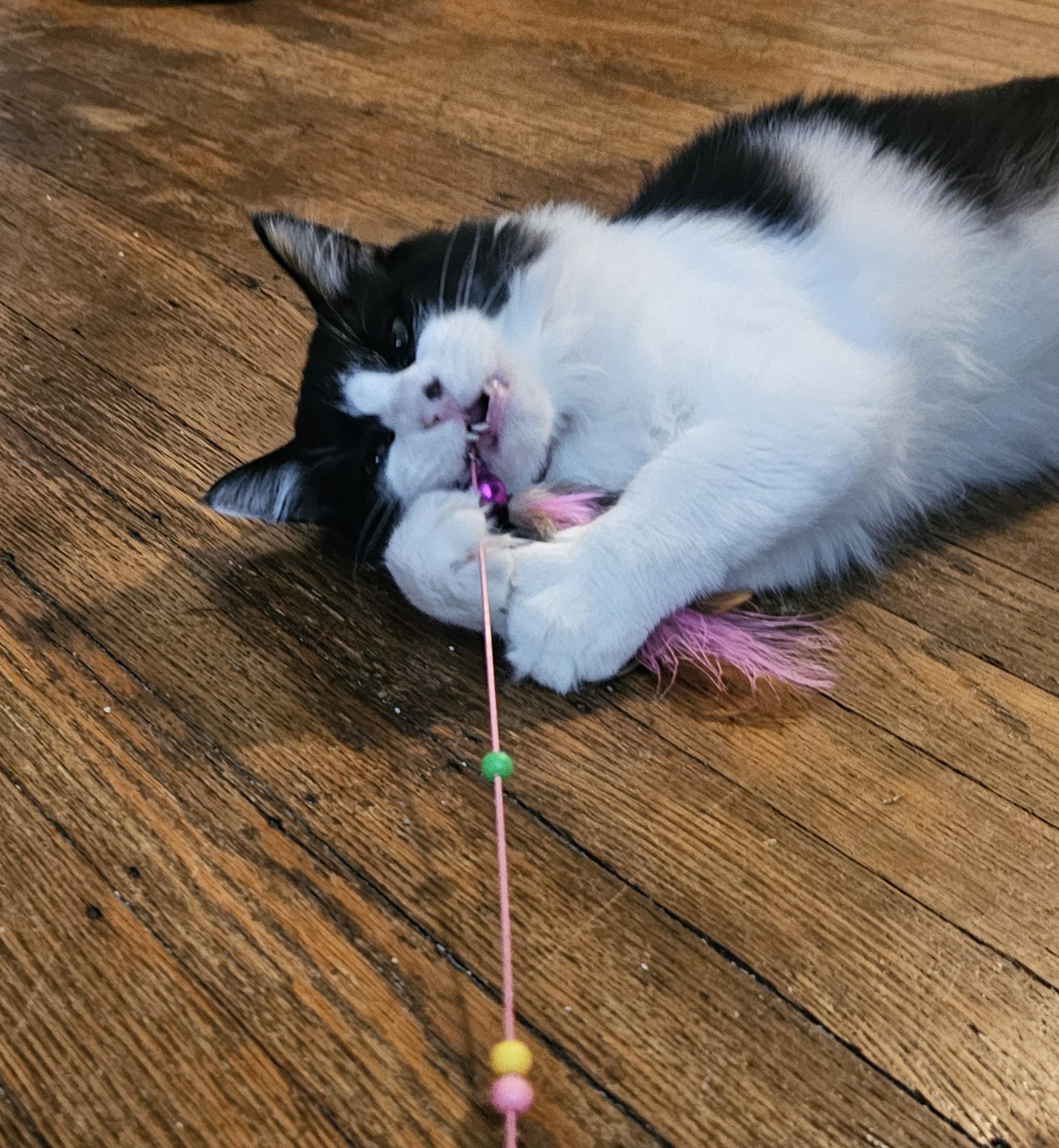 Sierra, a Adoptable Domestic Long Hair in Pittsburgh, PA image 5/6