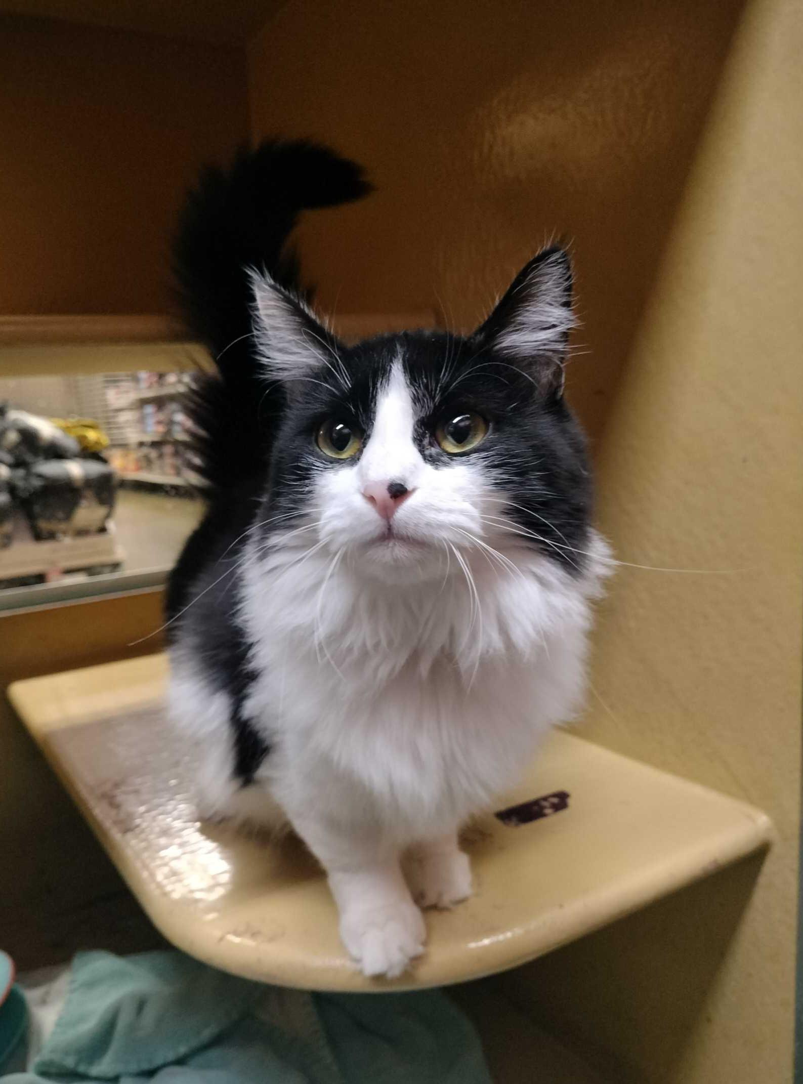 Sierra, Adoptable, Young Female Domestic Long Hair.
