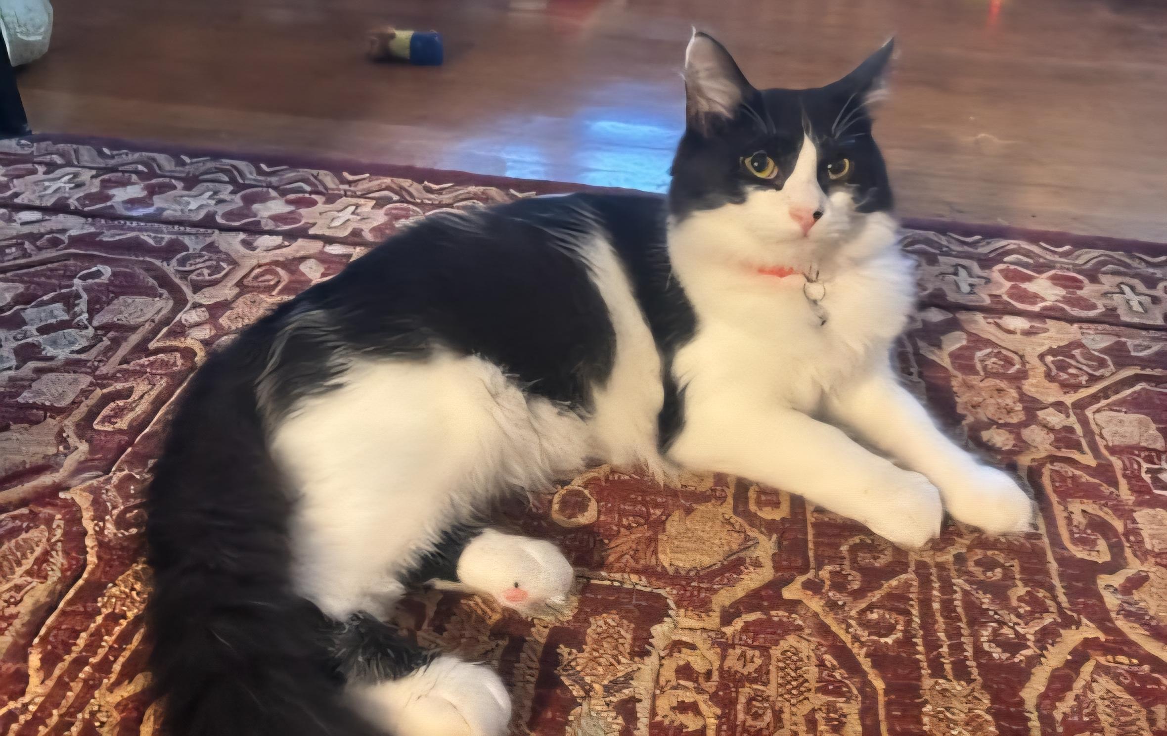 Sierra, a Adoptable Domestic Long Hair in Pittsburgh, PA image 2/6