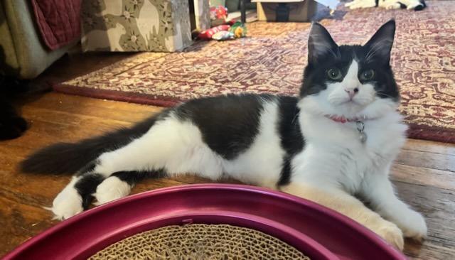 Sierra, a Adoptable Domestic Long Hair in Pittsburgh, PA image 6/6