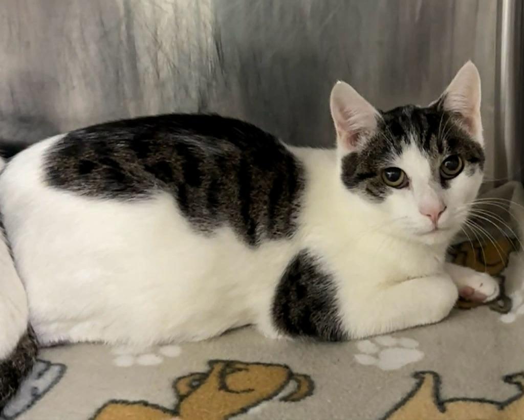 Max, Adoptable, Young Male Domestic Short Hair.