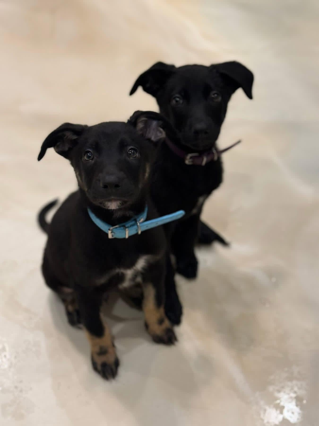 Rose (KY Derby litter), an adopted mixed breed in Mount Juliet, TN image 3/3