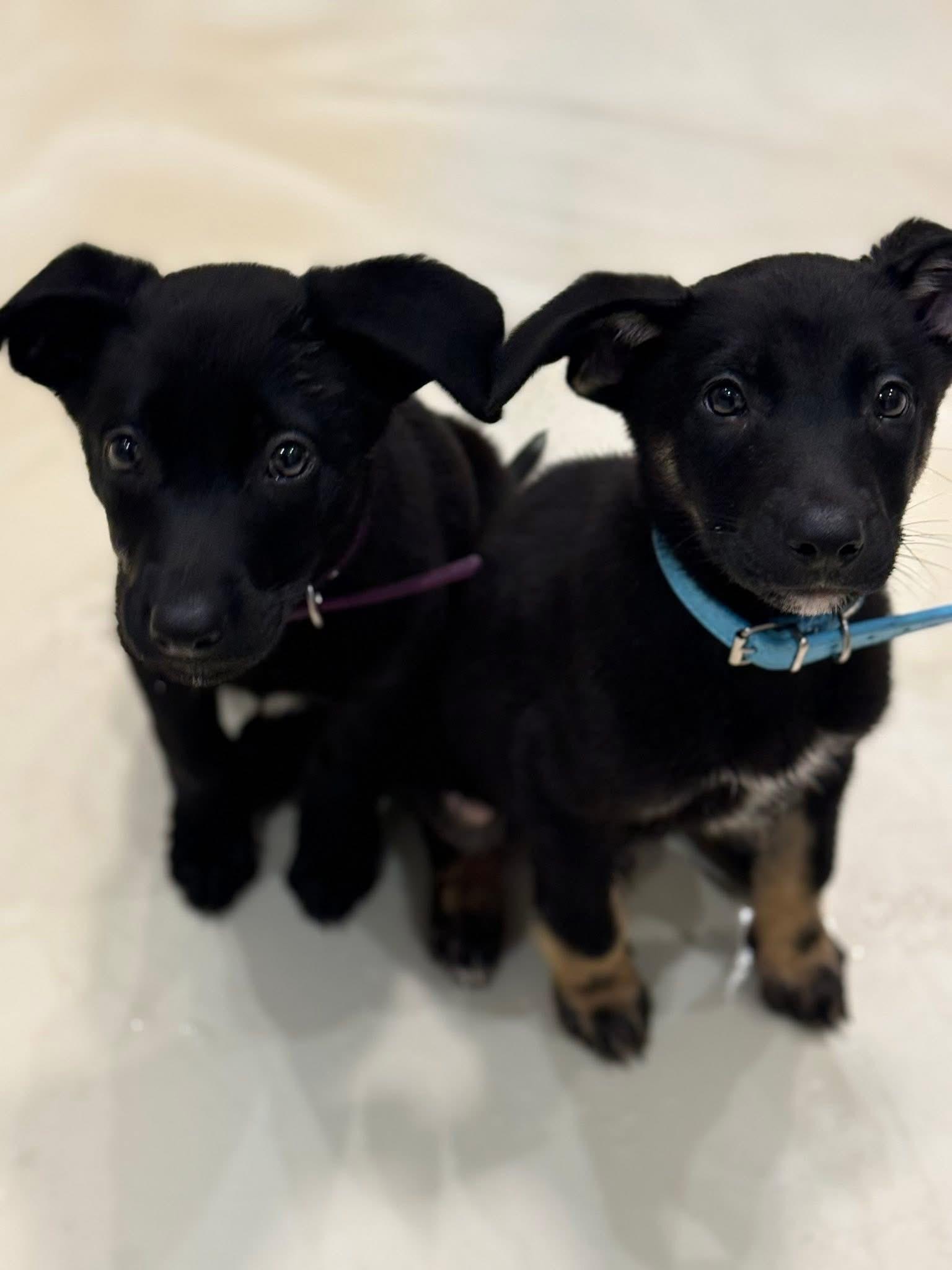 Rose (KY Derby litter), an adopted mixed breed in Mount Juliet, TN image 2/3