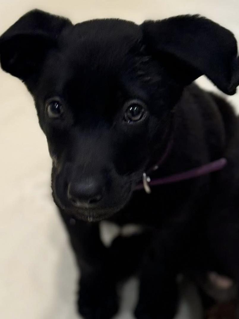 Rose (KY Derby litter), an adopted mixed breed in Mount Juliet, TN image 1/3