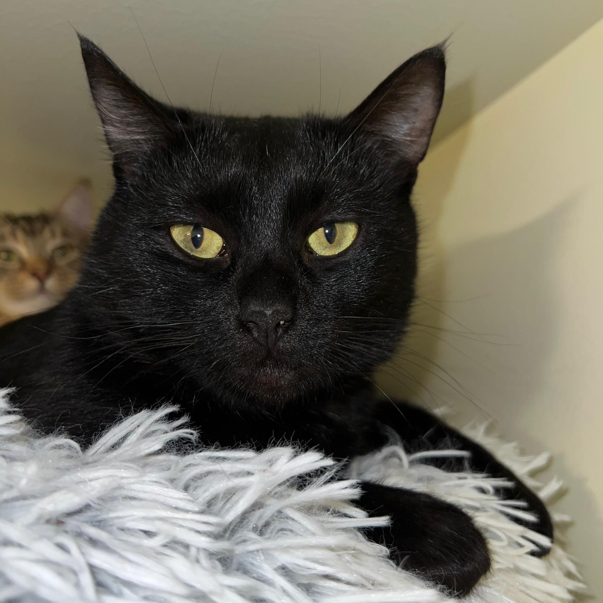 Cocoa, a ADOPTABLE Domestic Short Hair in Friday Harbor, WA image 2/2