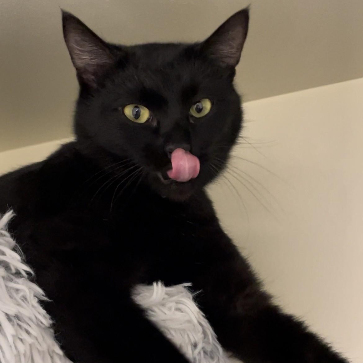 Cocoa, a ADOPTABLE Domestic Short Hair in Friday Harbor, WA image 1/2