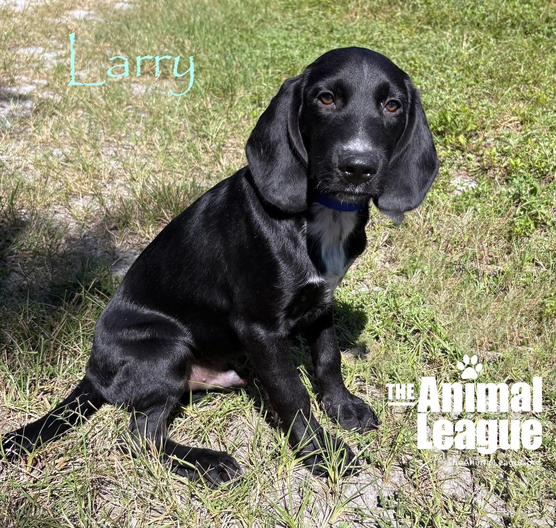 Larry, Adoptable, Puppy Male Labrador Retriever & Hound.