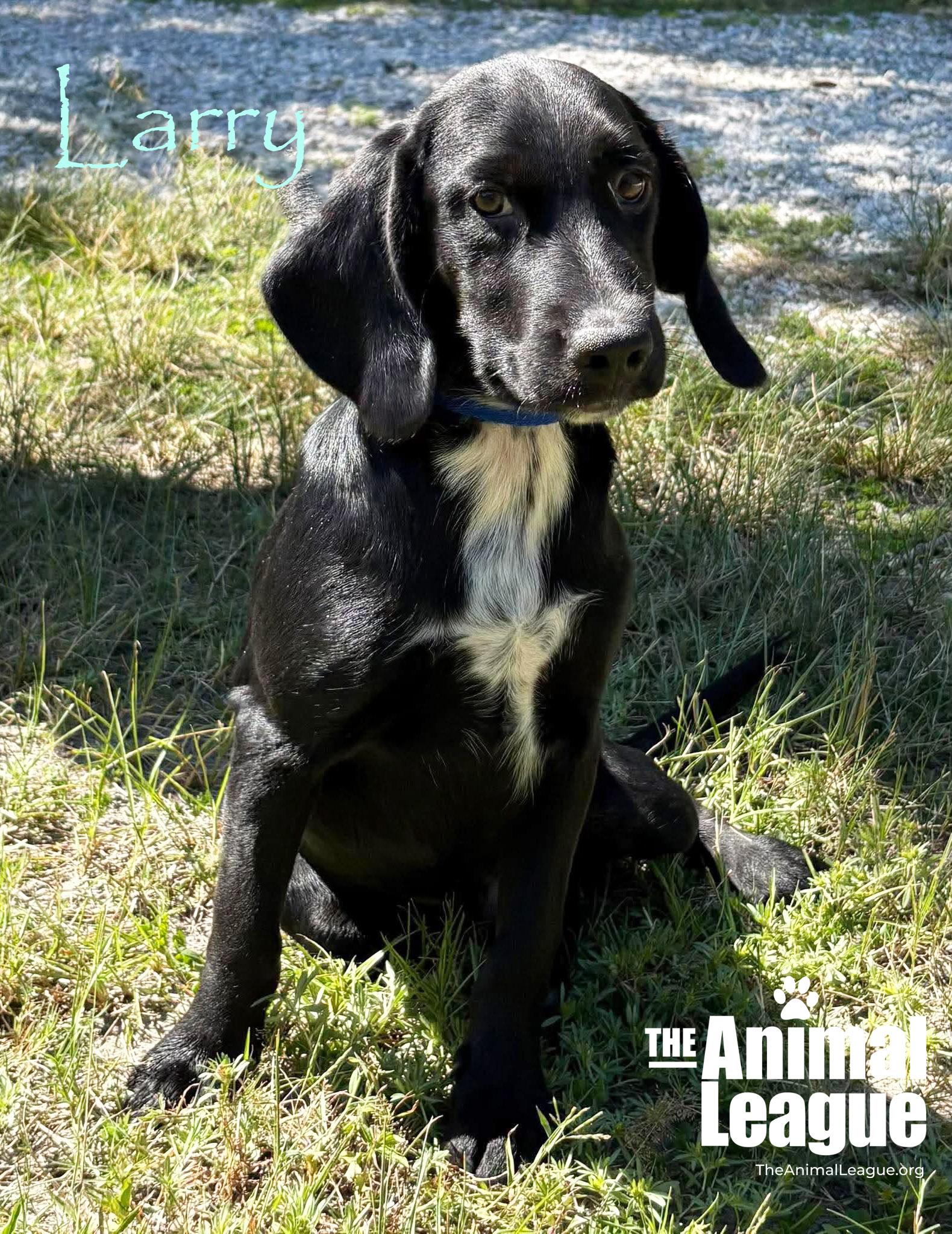 Enlarge Larry, a Adoptable mixed breed in Groveland, FL image 2/3