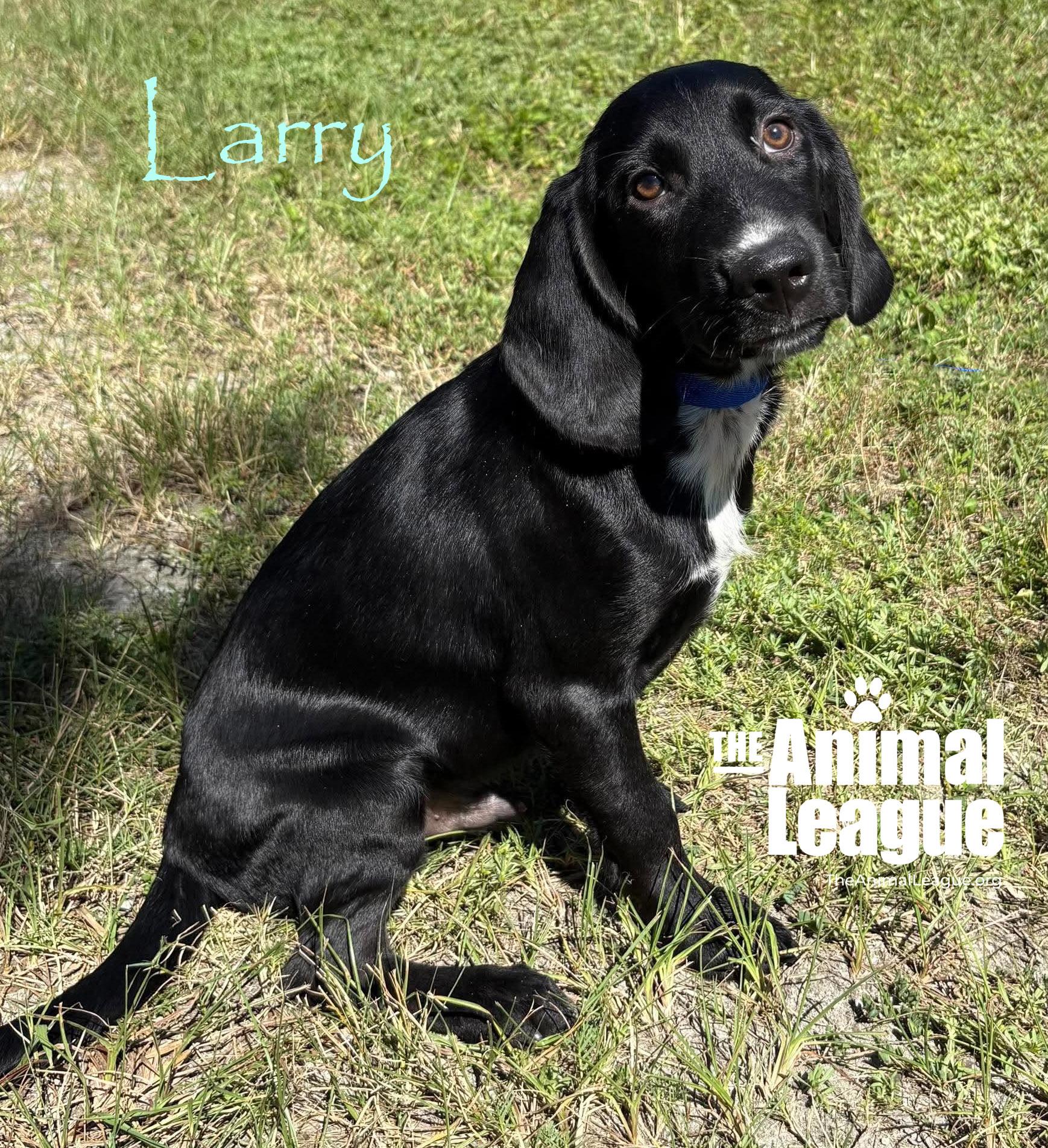 Enlarge Larry, a Adoptable mixed breed in Groveland, FL image 3/3