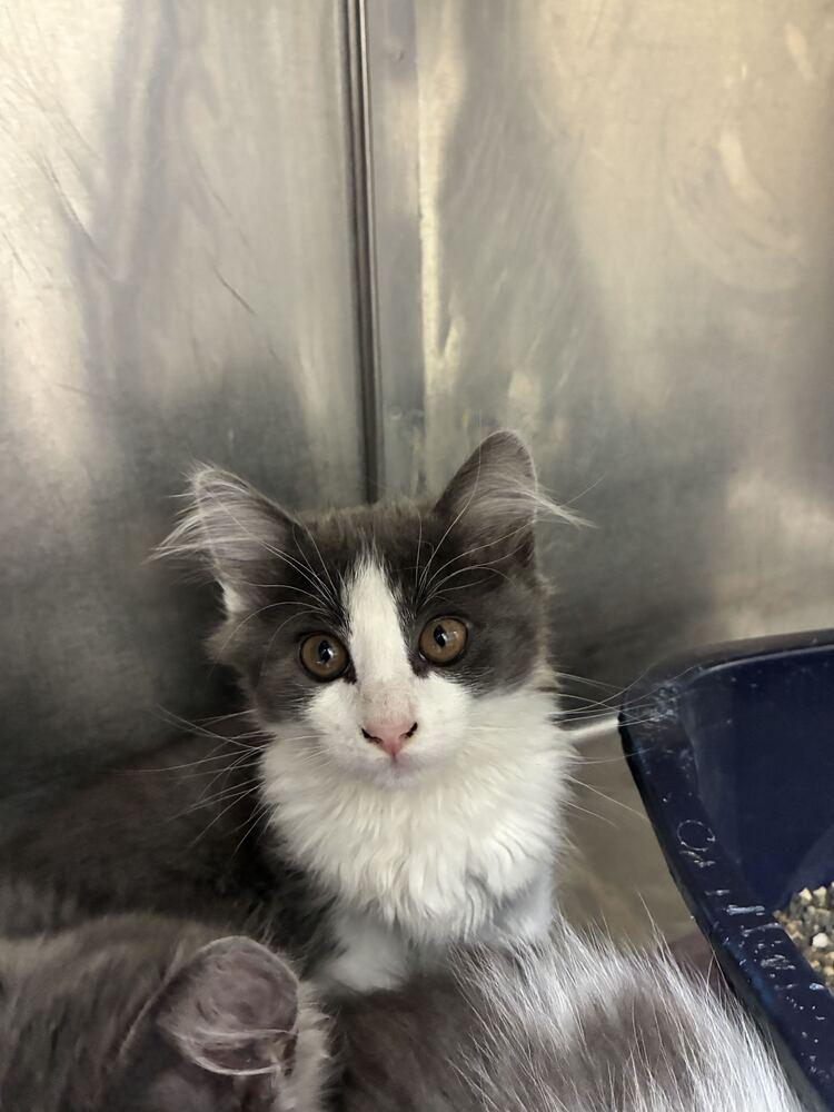 Enlarge Willy, a Adoptable Domestic Long Hair in Marietta, GA image 1/1