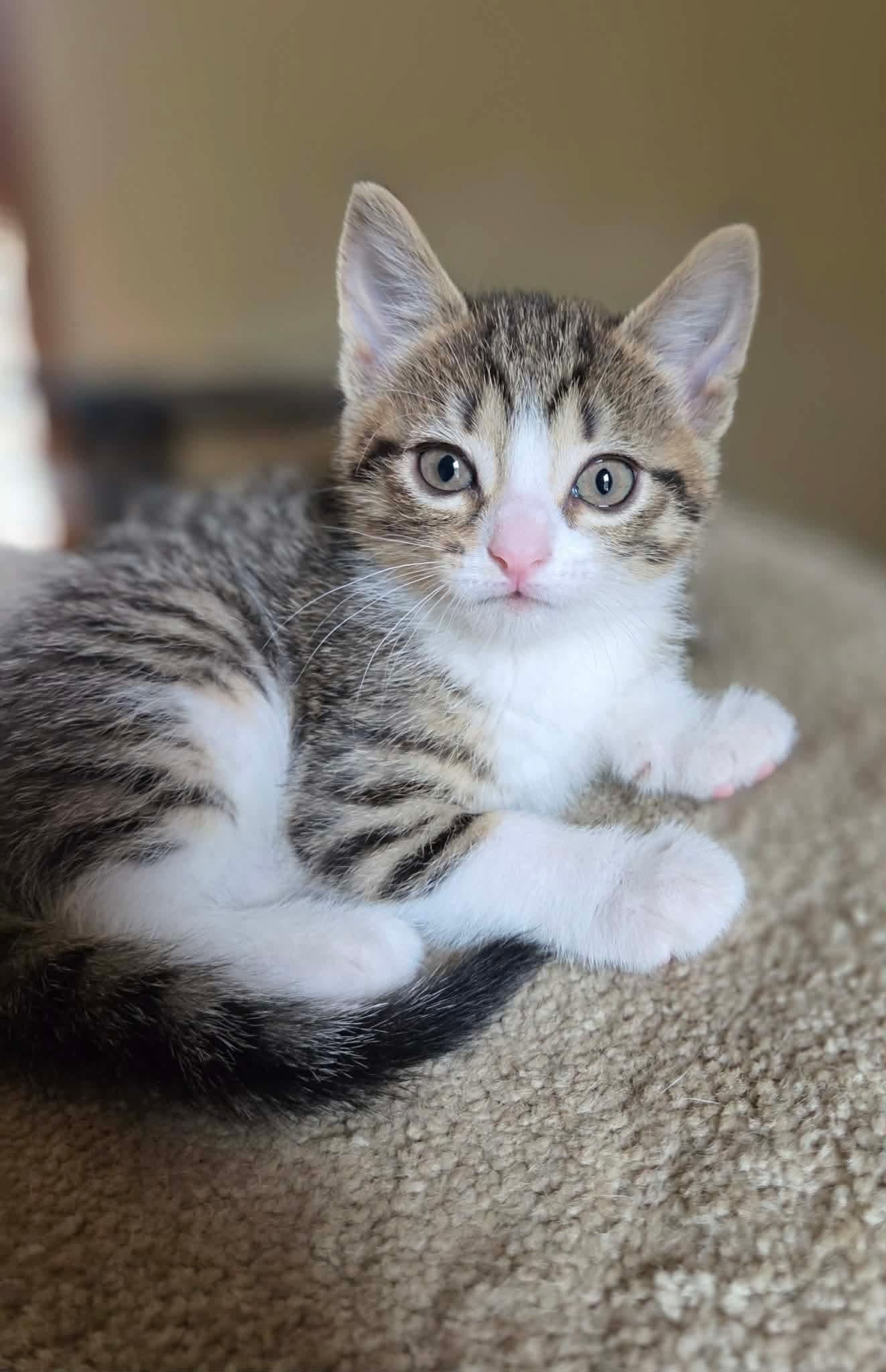 Koontz, Adoptable, Kitten Female Domestic Short Hair.